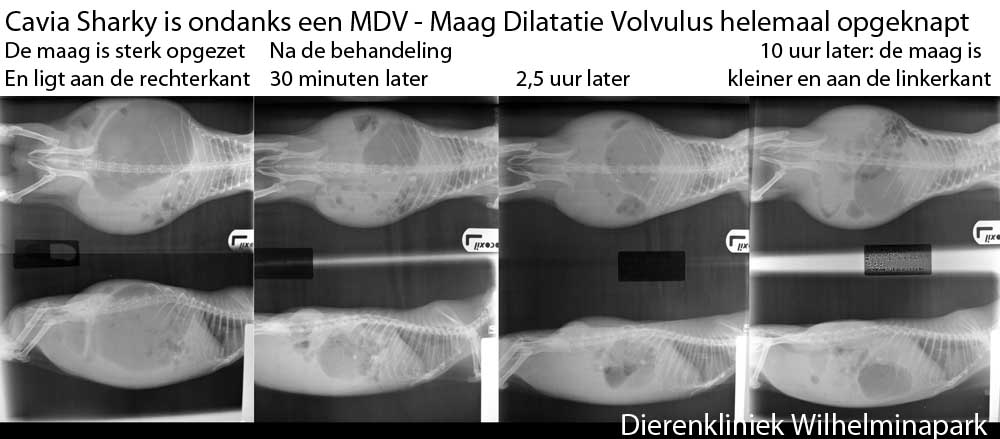 Een cavia met MDV die het heeft overleeft ....